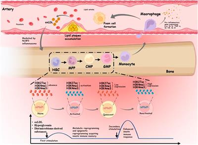 Trained immunity in monocyte/macrophage: Novel mechanism of phytochemicals in the treatment of atherosclerotic cardiovascular disease